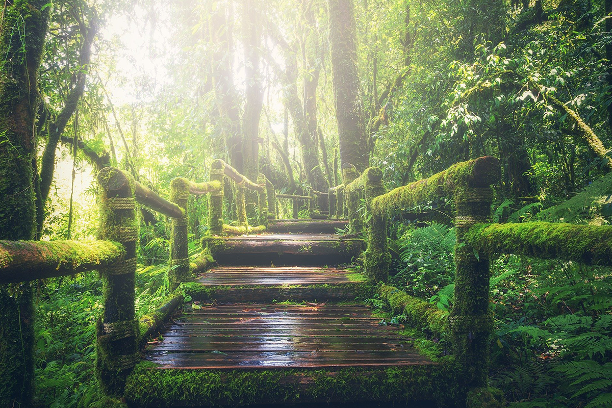 karin-illetschko-craniosacral-anwendungen-blog arin-illetschko-craniosacral-anwendungen-weg-im-wald-der-erste-schritt